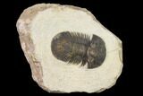 Bargain, Trilobite (Paralejurus spatuliformis?) Fossil - Morocco #137562-1